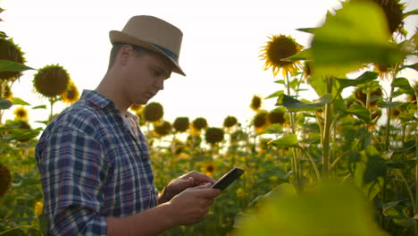 A-young-student-in-a-straw-hat-and-plaid-shirt-is-walking-on-a-field-with-a-lot-of-big-sunflowers-in-summer-day-and-writes-its-properties-to-his-tablet-pc-for-his-scientific-work.